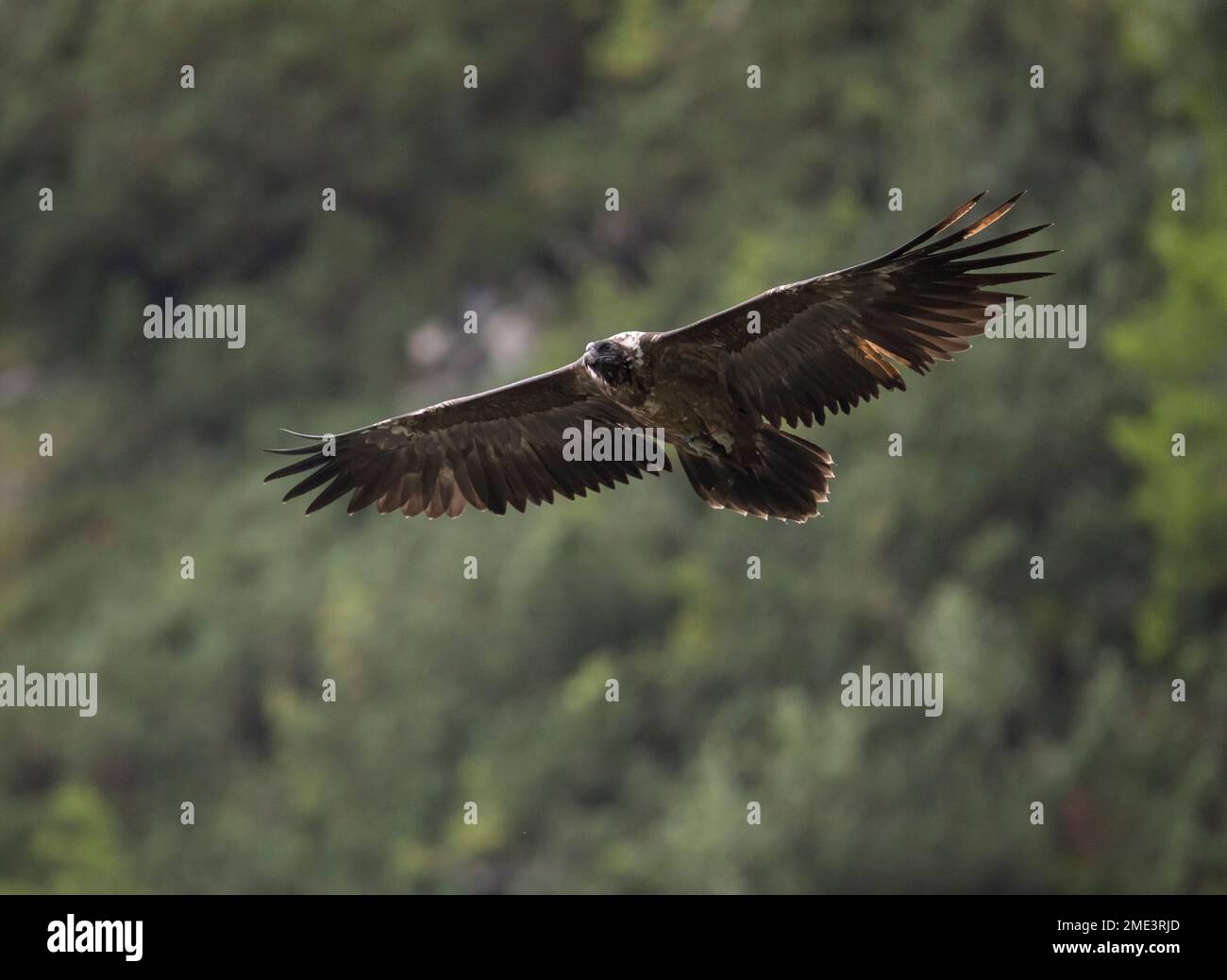 Avvoltoio bearato che vola in aria con ali sparse Foto Stock