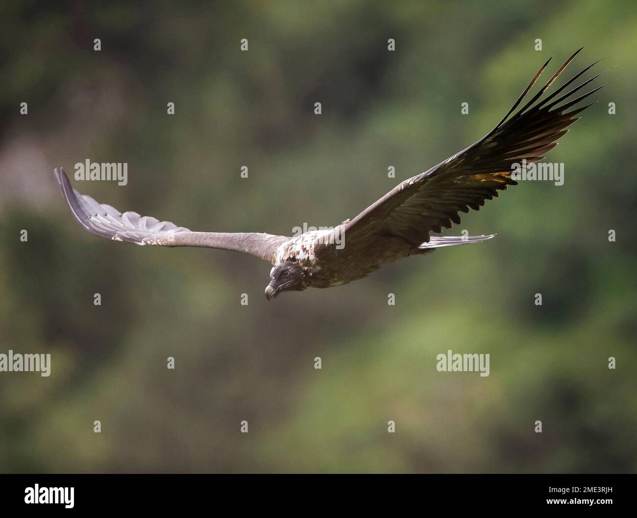 Avvoltoio bearato che vola con ali sparse Foto Stock