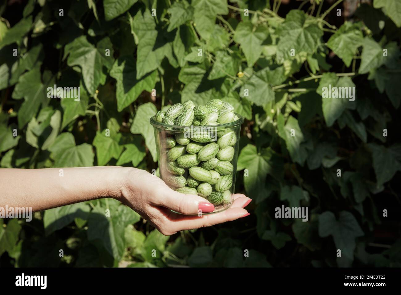 Mano di donna che tiene barattolo di cucamelon appena raccolti (Melothria scabra) Foto Stock