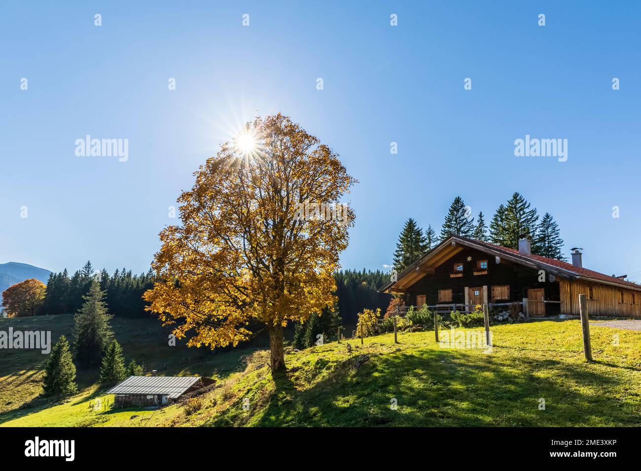 Germania, Baviera, sole che splende su un unico albero che cresce di fronte a rifugio appartato nelle Alpi Bavaresi Foto Stock
