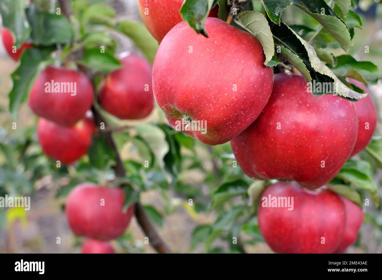 primo piano di maturazione delle mele rosse biologiche sui rami di un albero di mele Foto Stock