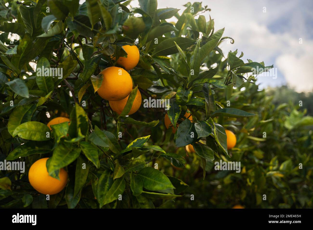 Arance fresche mature appese sull'albero in frutteto Foto Stock