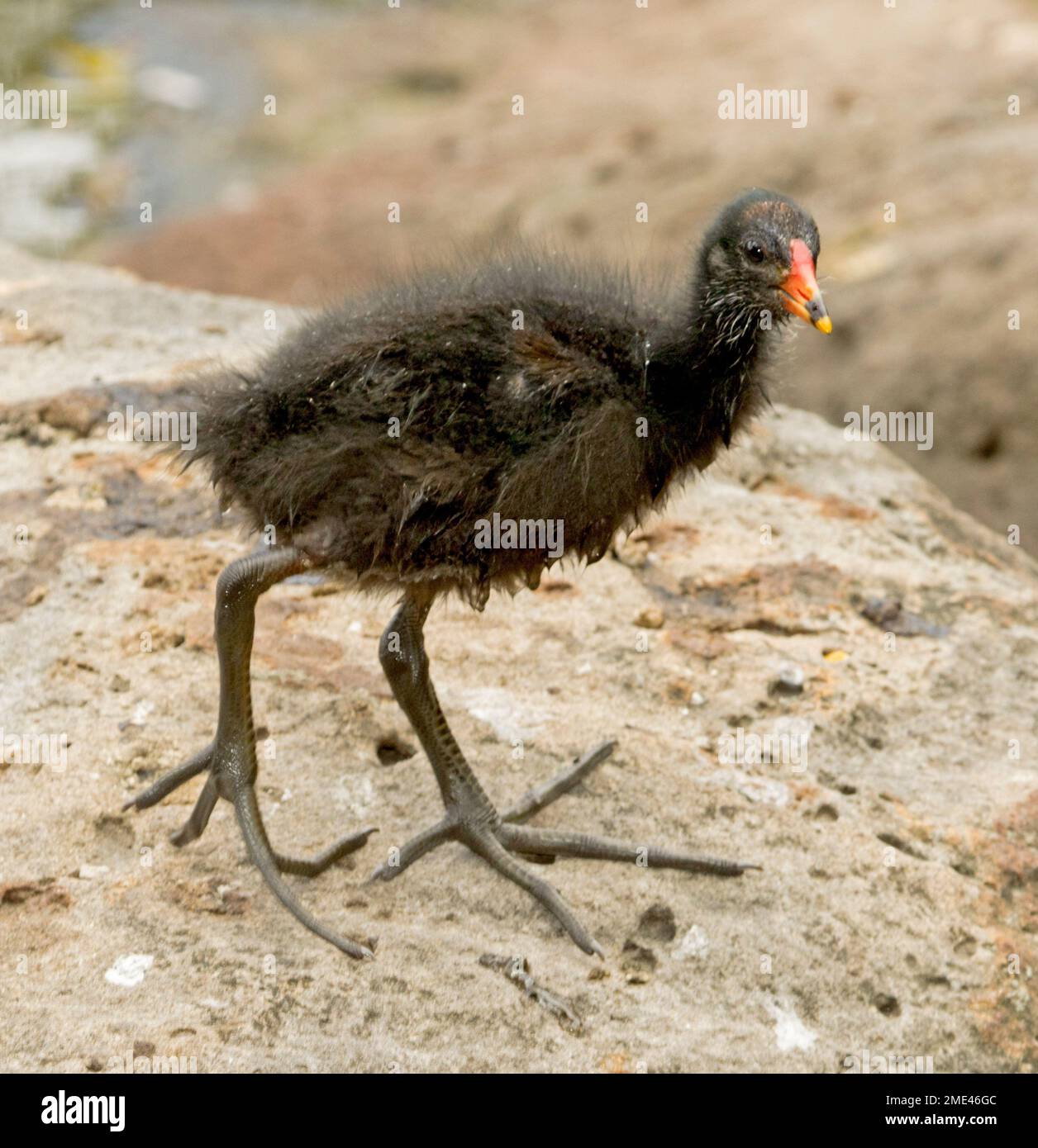 Dusky moorhen pulcino. Gallinula tenebrosa, su una roccia accanto all'acqua nel parco urbano in Australia Foto Stock