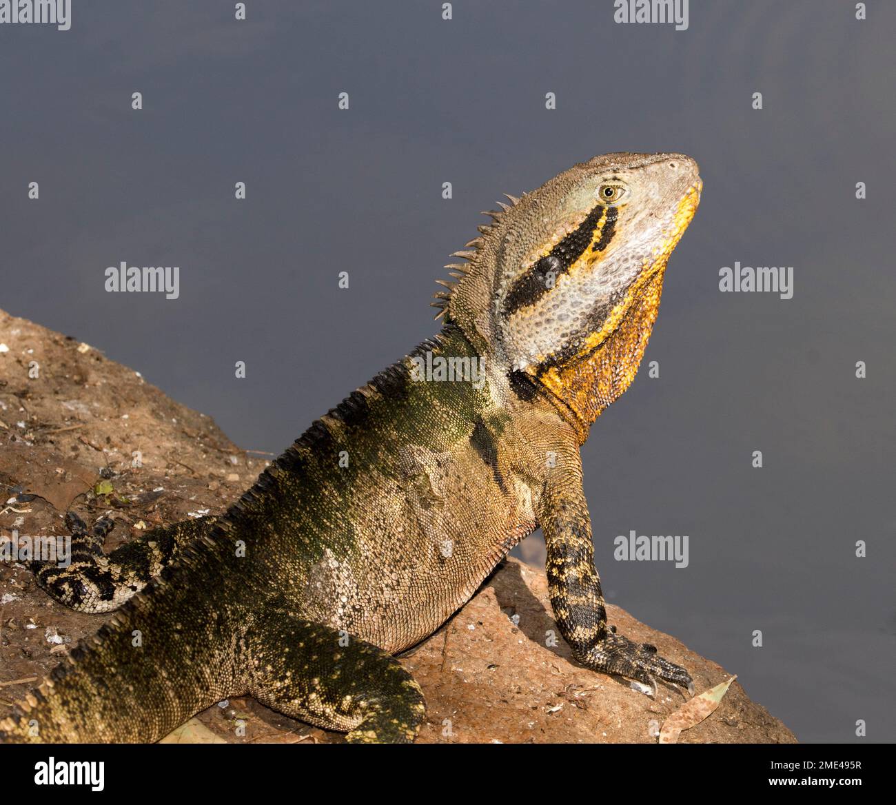 Drago d'acqua orientale, Intellegama leseurii, sulla roccia accanto all'acqua del lago nel parco cittadino in Australia Foto Stock