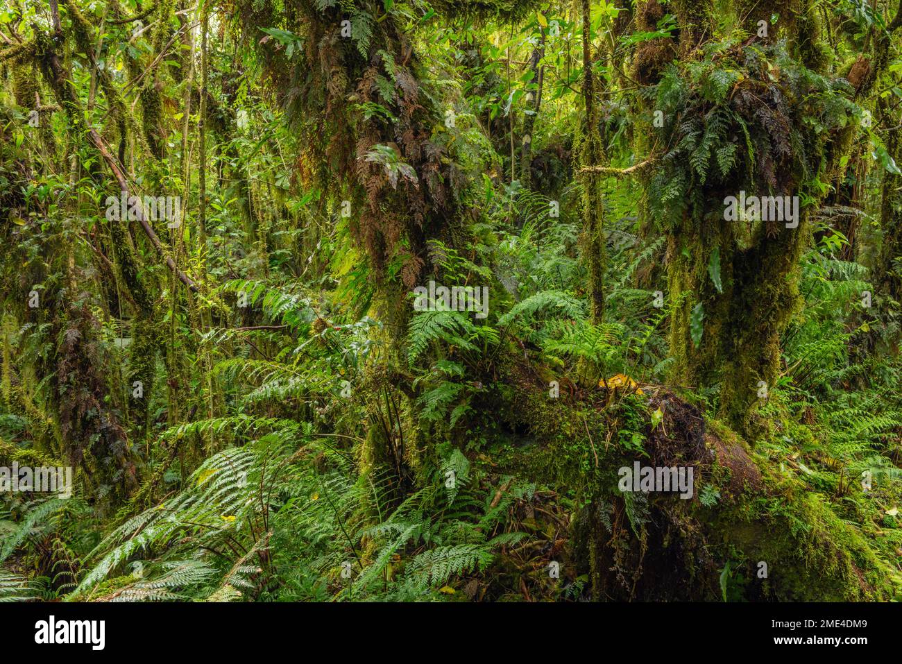 Nuova Zelanda, South Island, lussureggiante vegetazione nel Parco Nazionale di Mt Cook Foto Stock