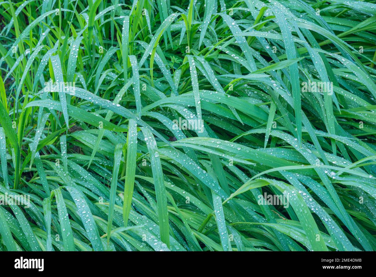 Erba verde coperta di rugiada mattina Foto Stock
