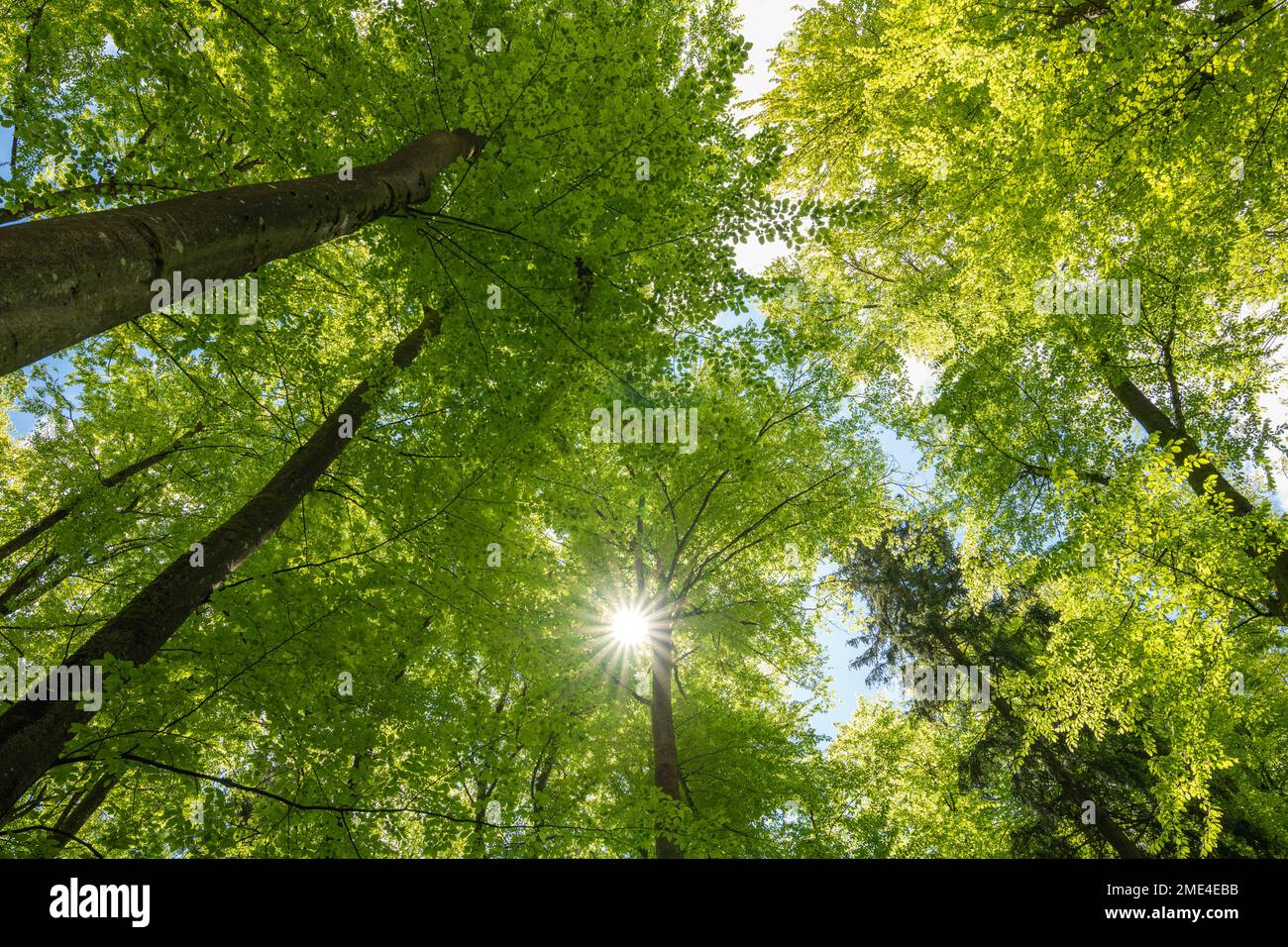 Germania, Baviera, sole che splende attraverso le tettoie degli alberi verdi della foresta Foto Stock