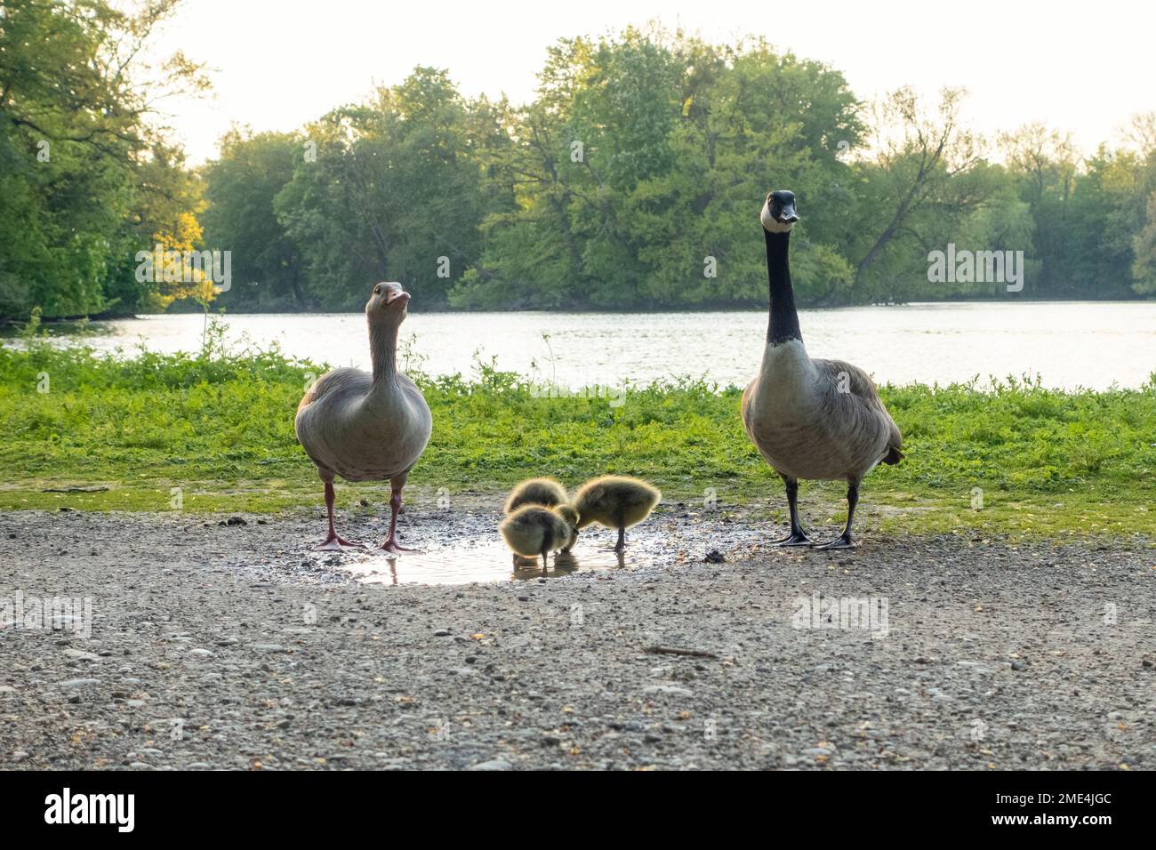 Coppia di oche canadesi con godings Foto Stock
