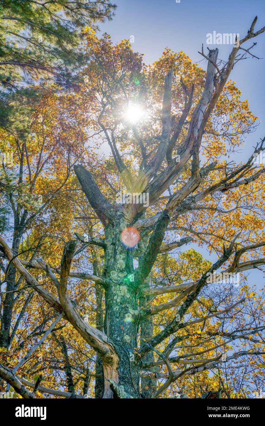 Il sole crea una spettacolare retroilluminazione per gli alberi autunnali al Grand View Overlook sulla Blue Ridge Parkway vicino a Blowing Rock, North Carolina. Foto Stock