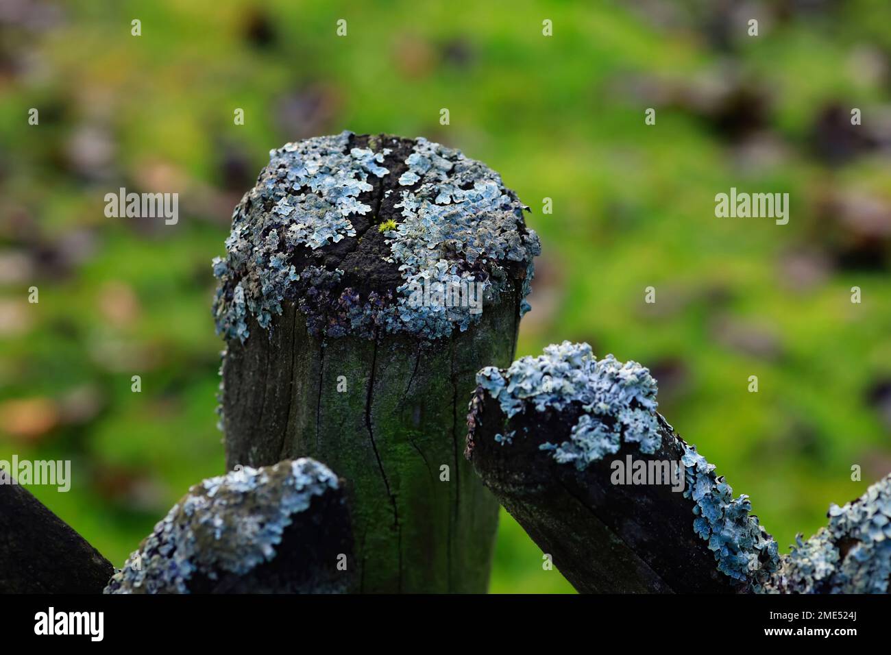 Pali di legno coperti di lichene Foto Stock