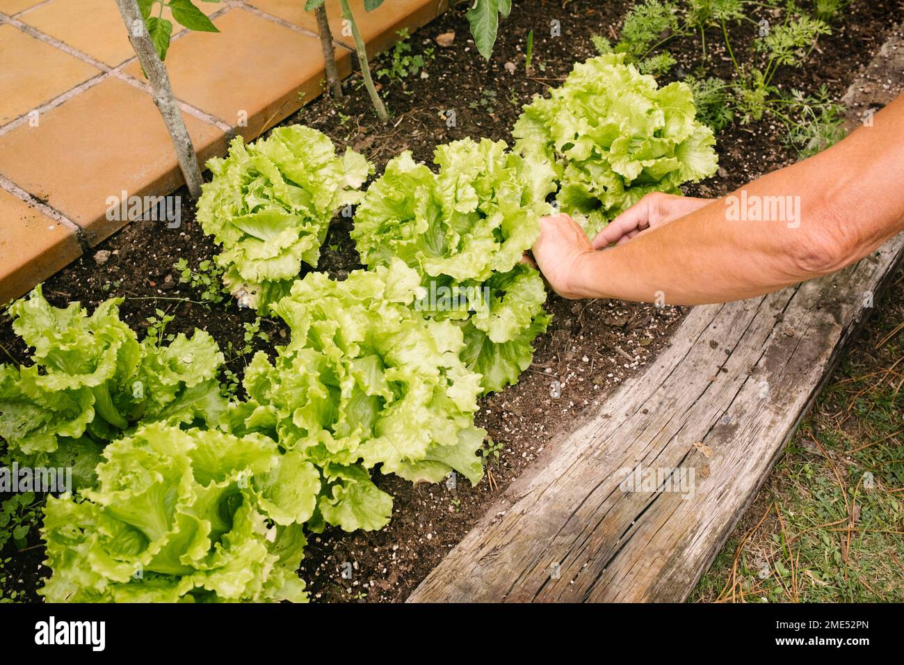 Mani dell'uomo che raccoglie la lattuga dal giardino Foto Stock