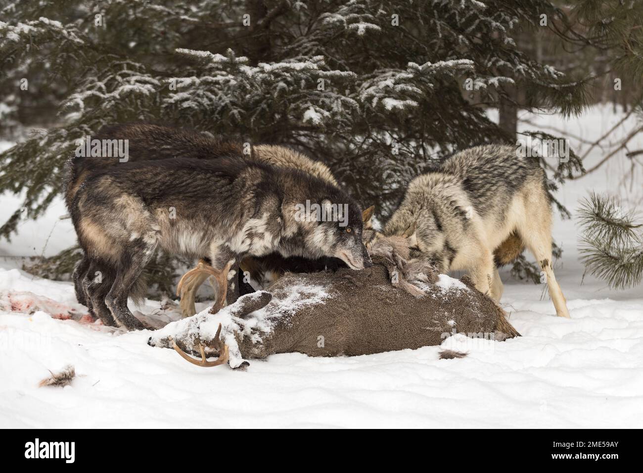 Il lupo in fase nera (Canis lupus) guarda in alto dal lato del corpo del cervo dalla coda bianca con Pack Winter - Animali prigionieri Foto Stock