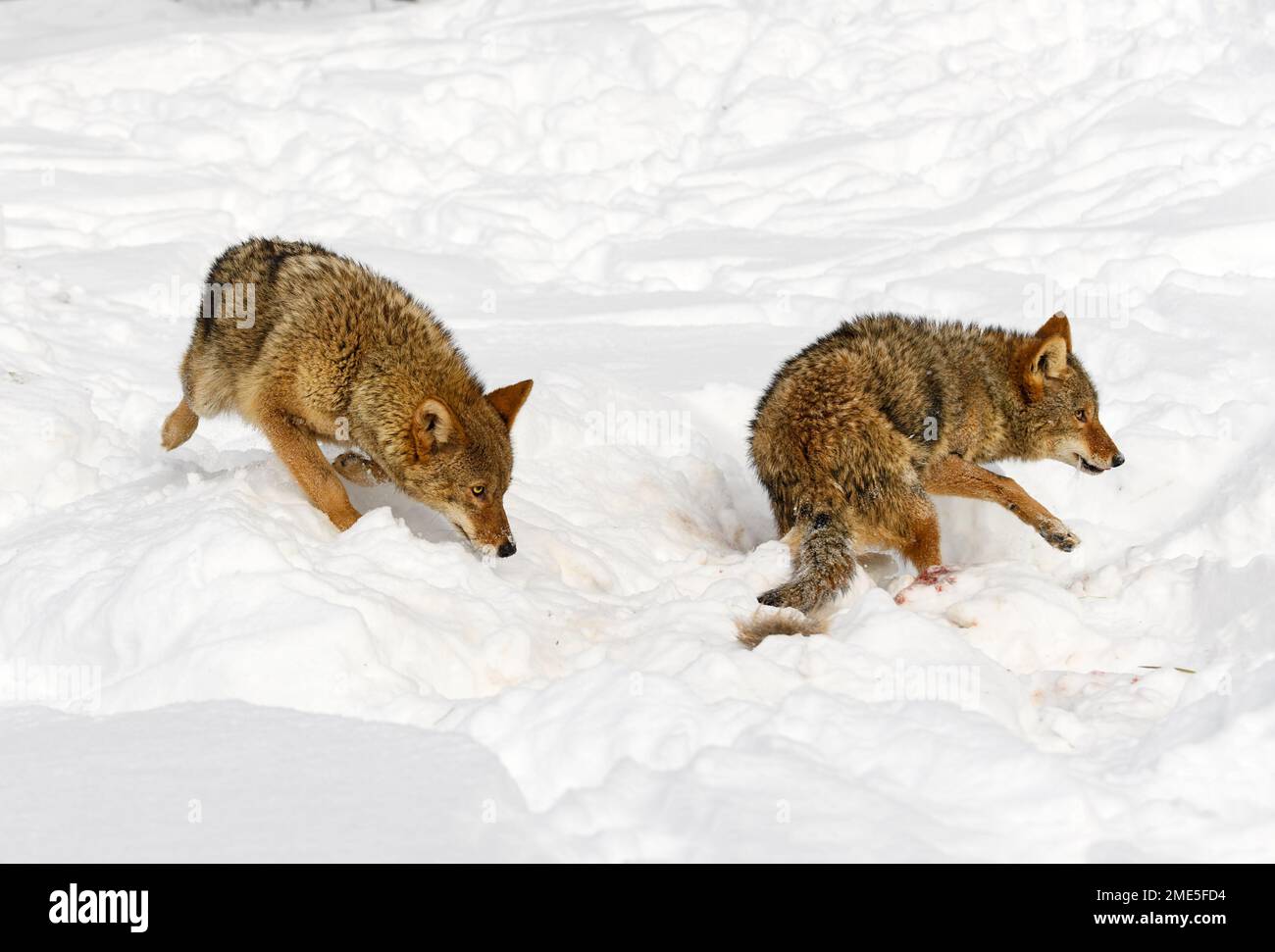 Coyotes (Canis latrans) Sniff e girare in sangue e pelliccia Scattered Snow Inverno - animali prigionieri Foto Stock