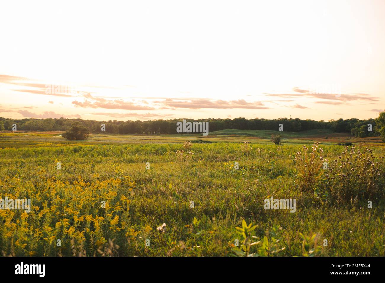 Foto paesaggistica di campo aperto con fiori selvatici al tramonto Foto Stock