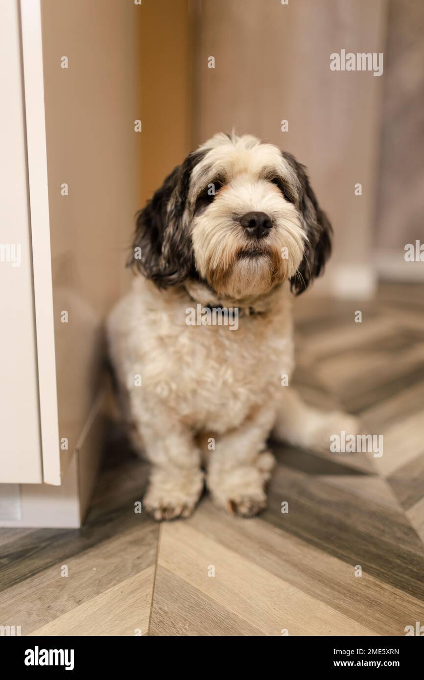 carino piccolo cane seduto sul pavimento Foto Stock
