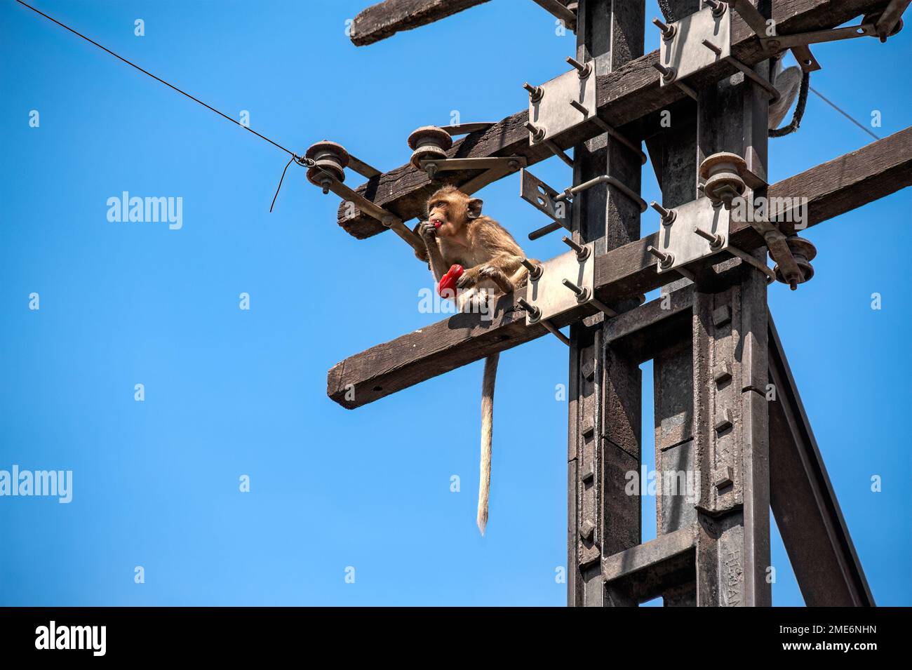 Una scimmia a coda lunga siede su un palo elettrico abbandonato, guardando fuori mentre mangia una mela rosa. Foto Stock