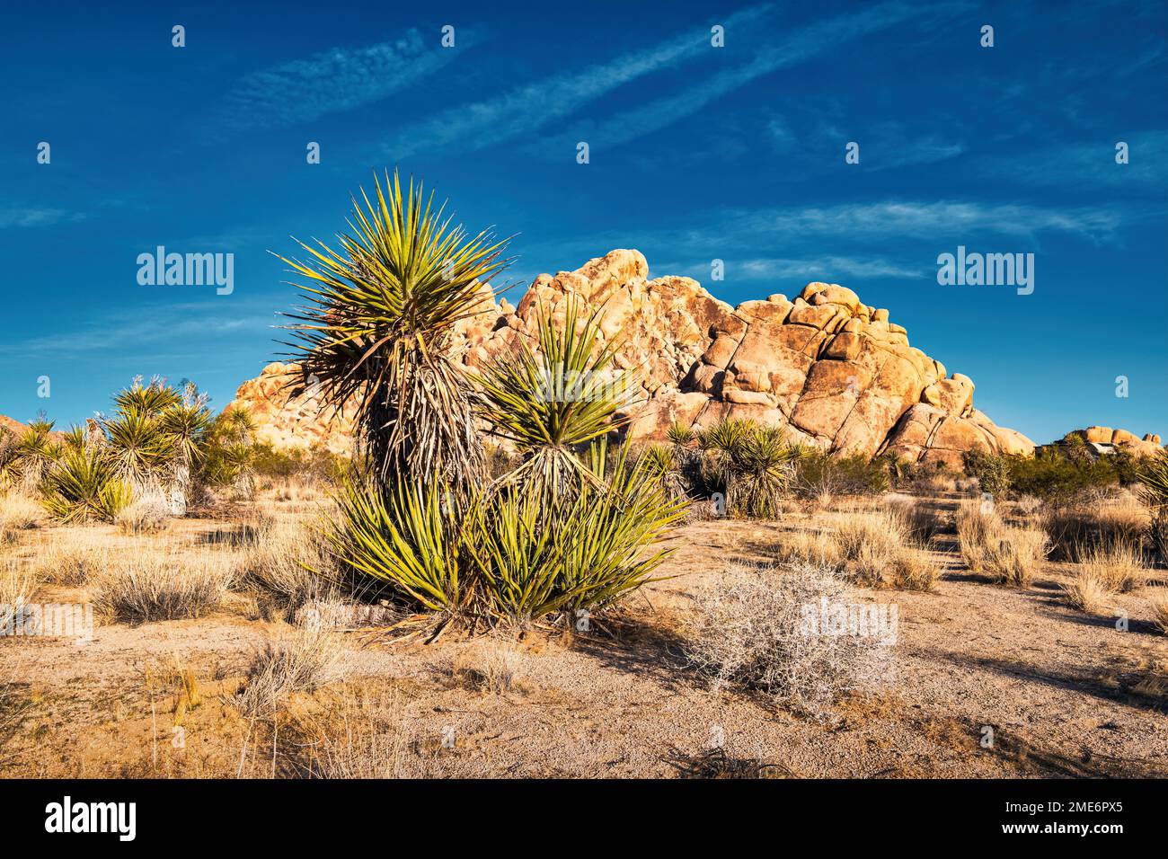 Yucca Tree (Yucca schidigera) nel Joshua Tree National Park, California, USA Foto Stock Yucca Tree (Yucca schidigera) nel Joshua Tree National Park, California, USA Foto Stock