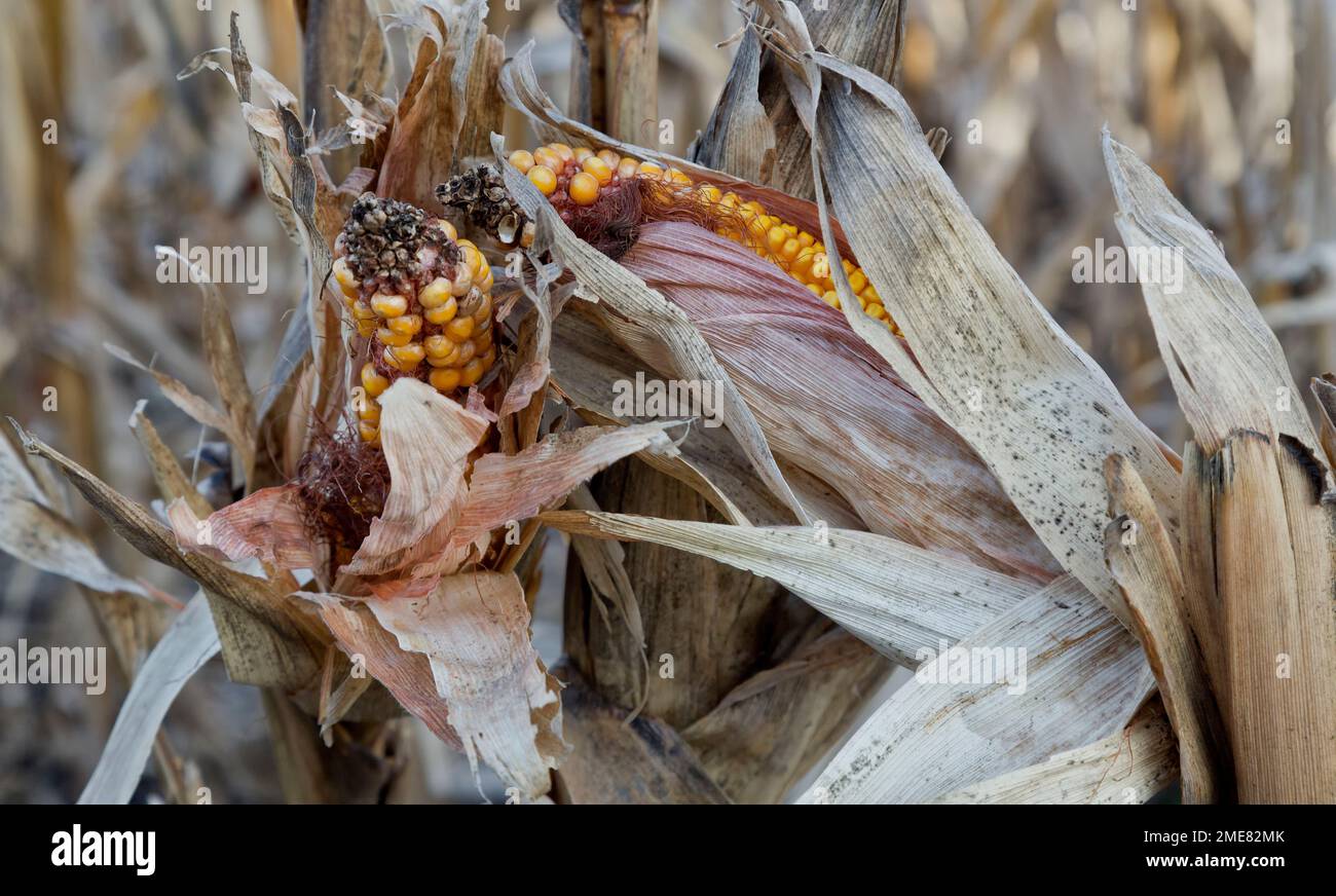 Spighe di mais "Zea mays" su stocchi, guasto del raccolto sul campo, mancanza di pioggia, Kansas. Foto Stock