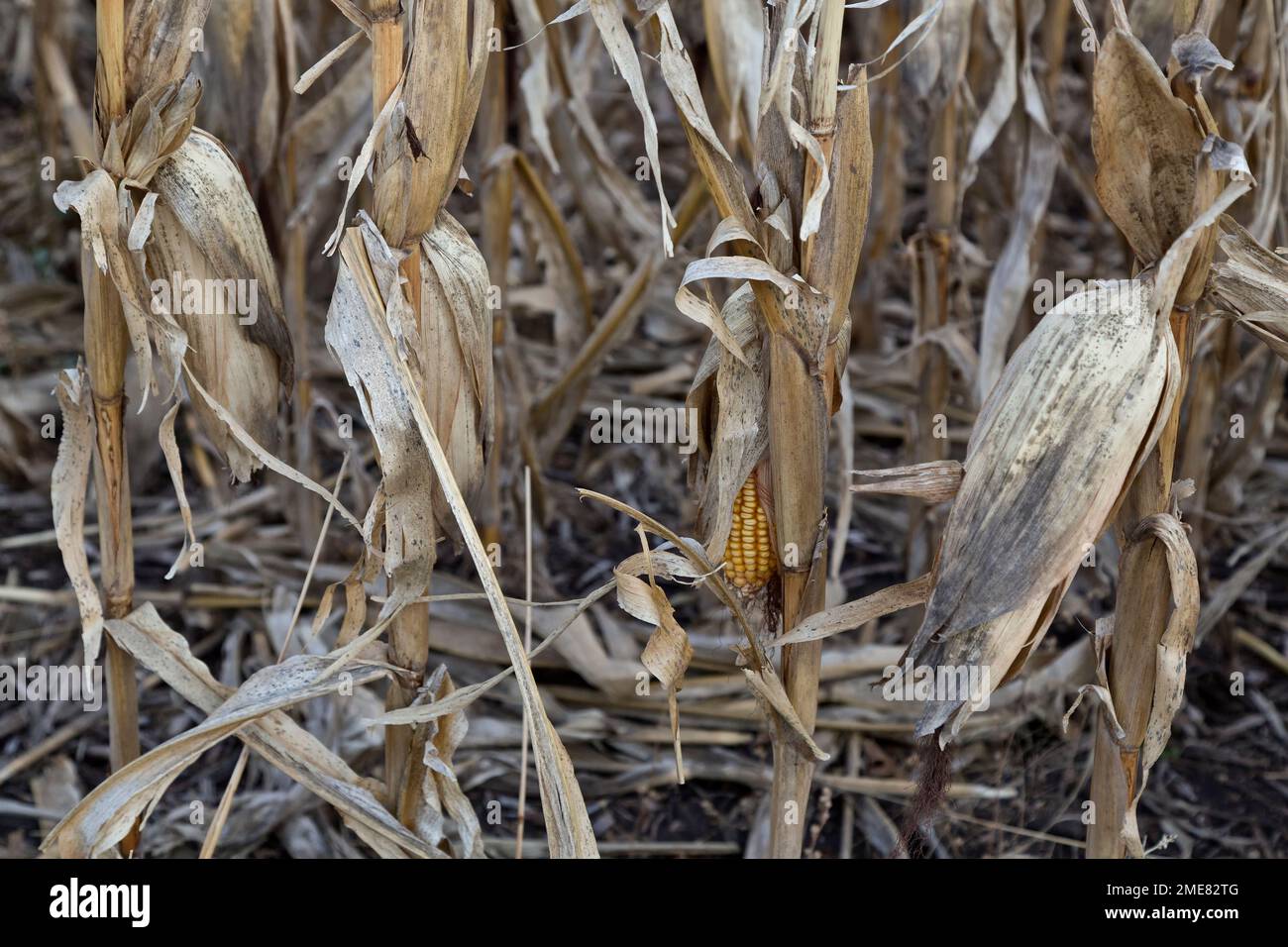 Spighe di mais "Zea mays" su stocchi, guasto del raccolto sul campo, mancanza di pioggia, Kansas. Foto Stock