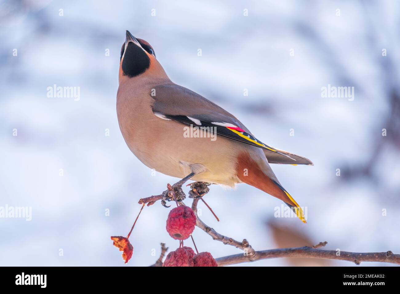 Waxwing bohémien seduto sul cespuglio e nutrendosi sulle mele rosse selvatiche in inverno o all'inizio della primavera. Uccello selvatico. Nome latino Bombycilla garrulus Foto Stock