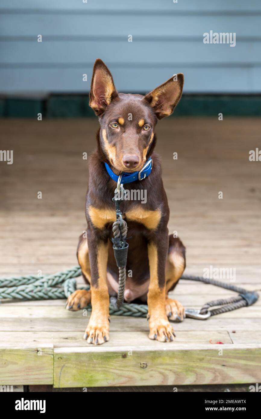 Giovane maschio rosso e marrone australiano Kelpie, seduto con le orecchie pricked. Foto Stock