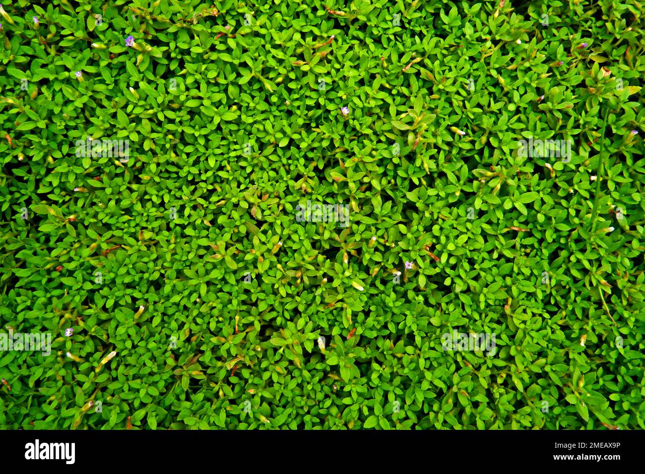 Veduta aerea della pianta di Emiantus Callitrichoides (Babylacrime nane) verde, su terreno umido Foto Stock