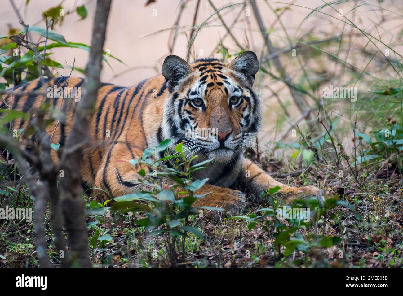 Tigre reale bengala nei boschi con l'uso di fuoco selettivo Foto Stock