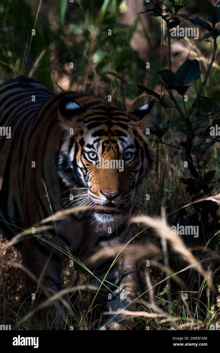 Tigre reale bengala nei boschi con l'uso di fuoco selettivo Foto Stock