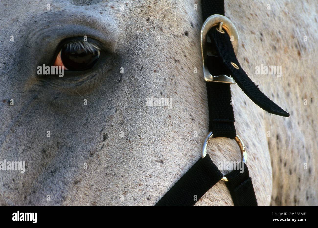 PRIMA PIANURA DELL'OCCHIO DI UN CAVALLO GRIGIO MACULATO CHE INDOSSA UNA BRIGLIA E GUARDA VERSO LA MACCHINA FOTOGRAFICA. Foto Stock