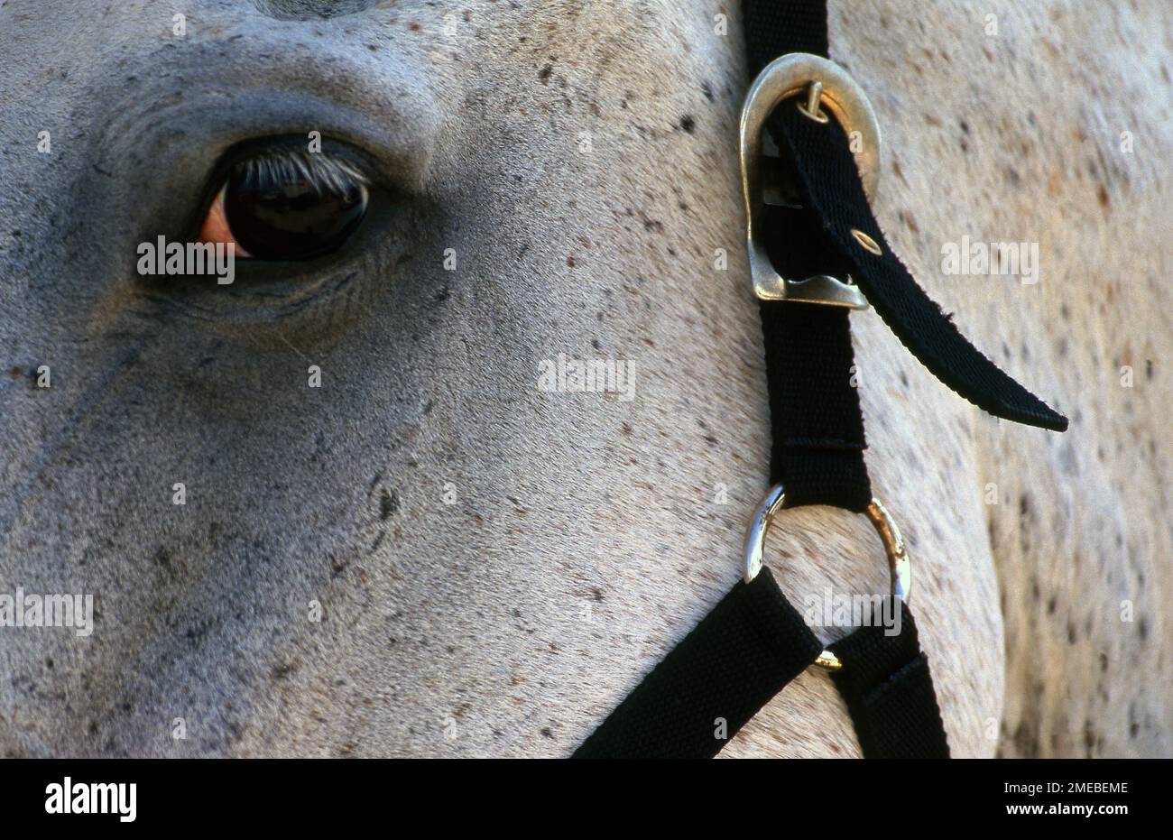 PRIMO PIANO DELL'OCCHIO DI UN CAVALLO GRIGIO E BIANCO CHE INDOSSA UNA BRIGLIA. Foto Stock