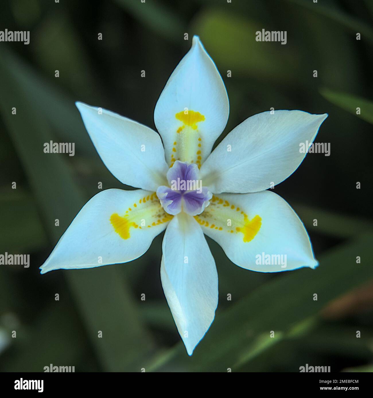 Fiore bianco della famiglia delle Iridaceae, conosciuto anche come Iris africano o Iris fata Foto Stock