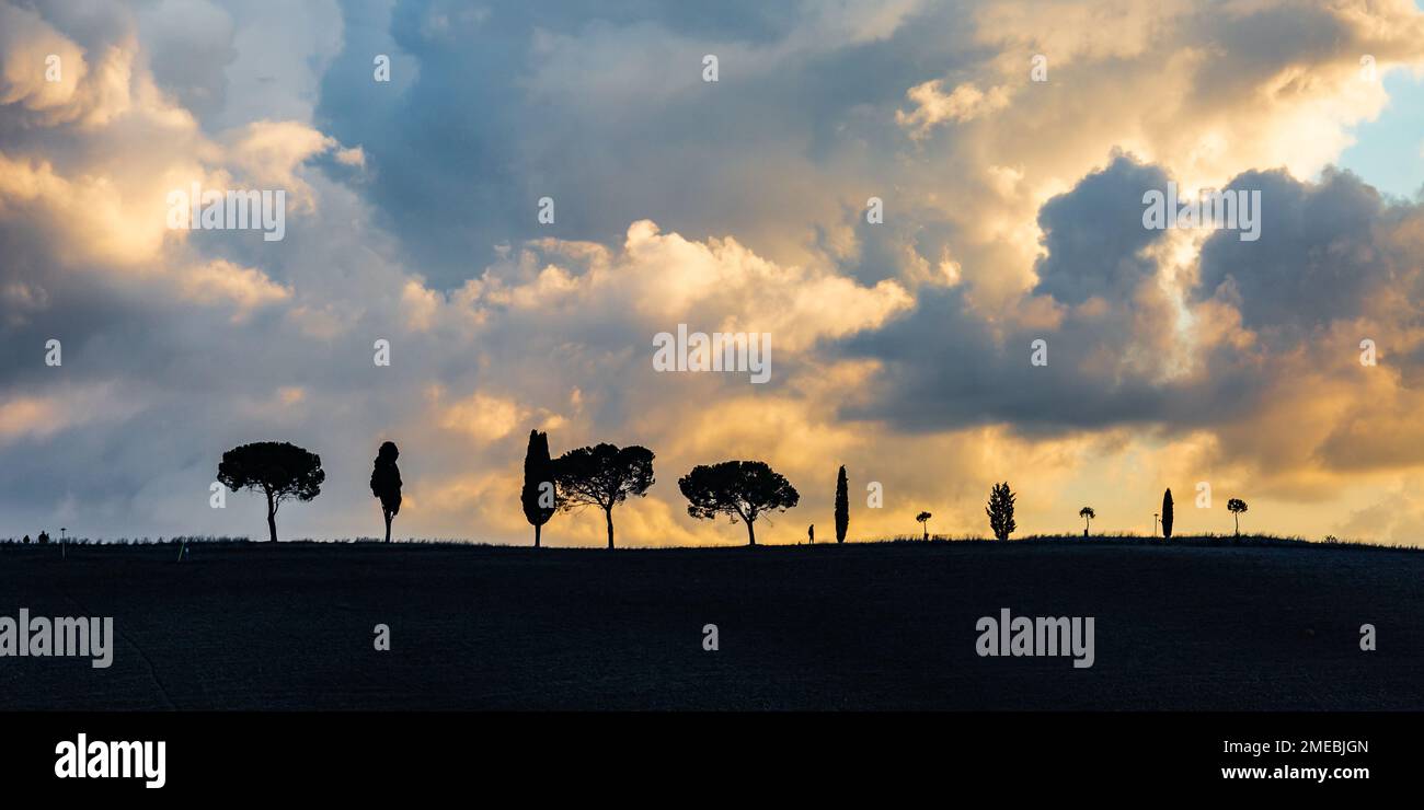 Vista panoramica del paesaggio toscano con un cane da passeggio sulla cima della collina con alberi e nuvole spettacolari al tramonto, Toscana, Italia. Foto Stock
