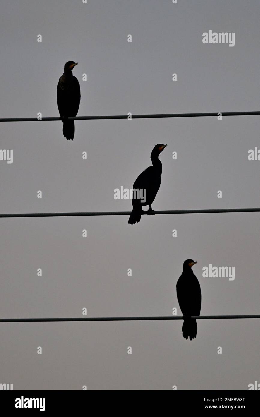 Gli uccelli sul filo Foto Stock