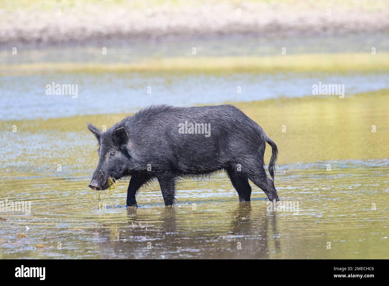 California Wild Boar/Feral Pig Hybrid. Gli spagnoli e i russi introdussero i maiali domestici in California nel 1700, molti dei quali trasformarono in ferallo. UE Foto Stock