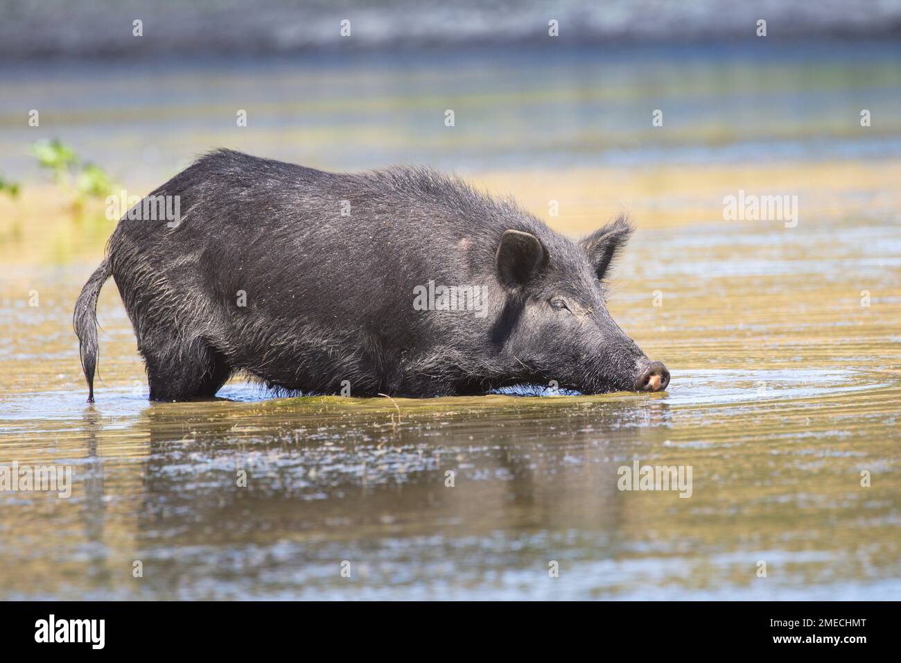 California Wild Boar/Feral Pig Hybrid. Gli spagnoli e i russi introdussero i maiali domestici in California nel 1700, molti dei quali trasformarono in ferallo. UE Foto Stock