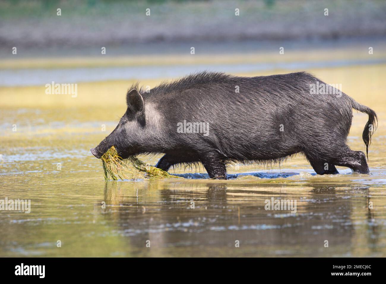 California Wild Boar/Feral Pig Hybrid. Gli spagnoli e i russi introdussero i maiali domestici in California nel 1700, molti dei quali trasformarono in ferallo. UE Foto Stock