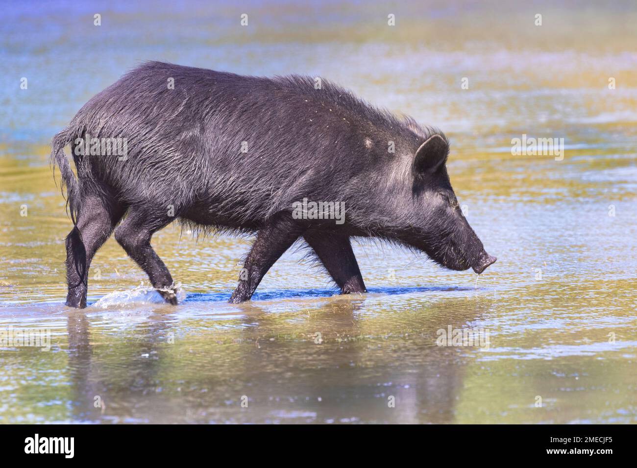 California Wild Boar/Feral Pig Hybrid. Gli spagnoli e i russi introdussero i maiali domestici in California nel 1700, molti dei quali trasformarono in ferallo. UE Foto Stock