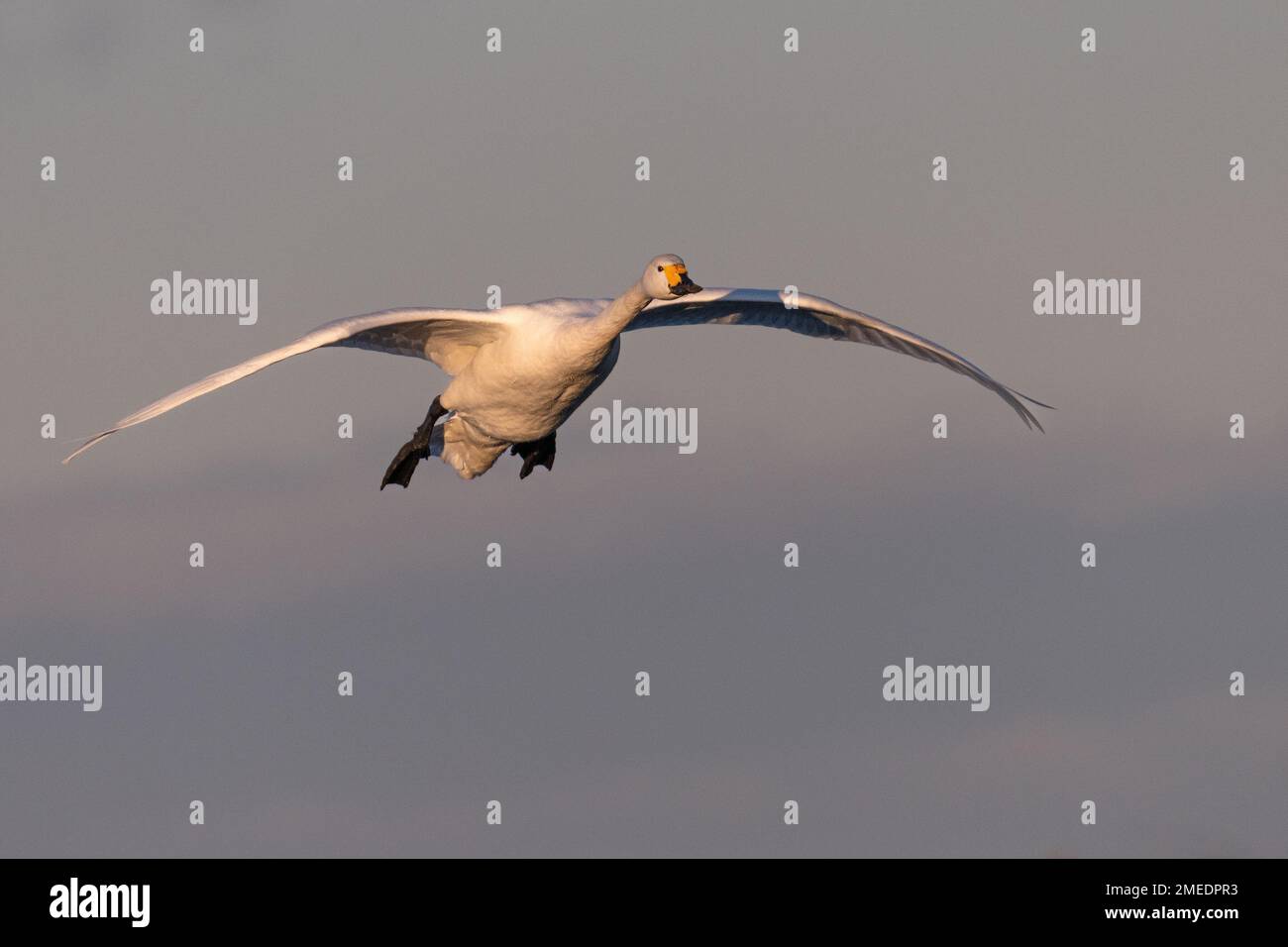 Il cigno di Bewick (Cygnus columbianus) in volo Foto Stock