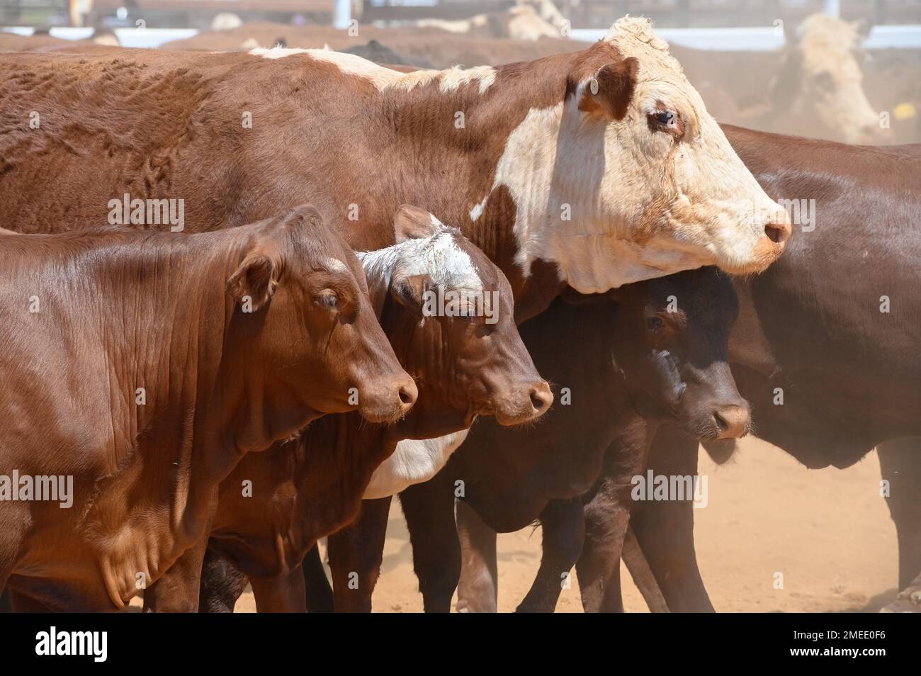 Bestiame di varie età, guardando il processo di branding con interesse, Jundah, Queensland, Australia Foto Stock