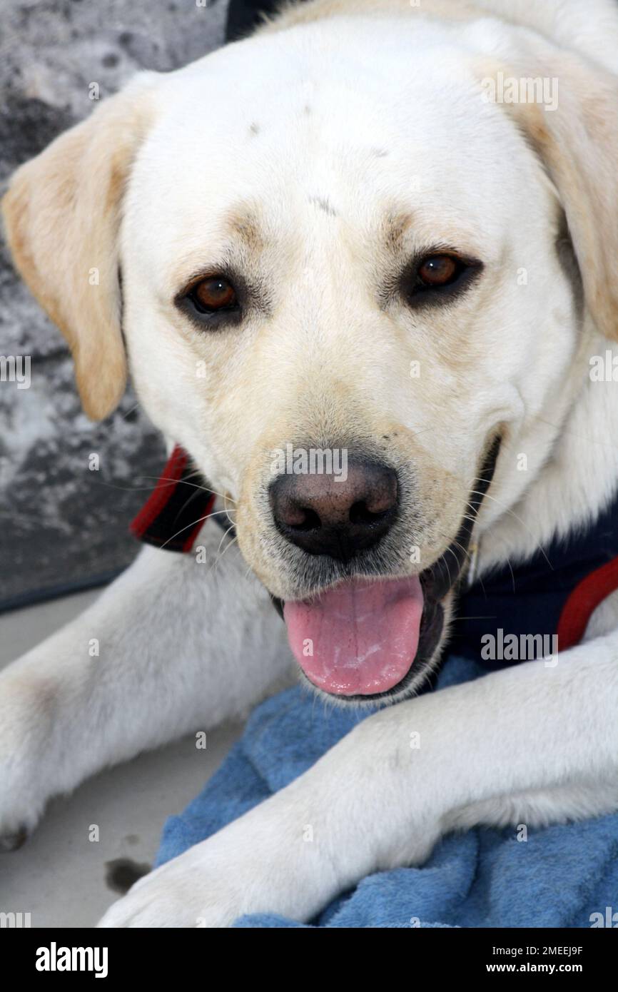 Ritratto di un Labrador Retriever : (pix Sanjiv Shukla) Foto Stock