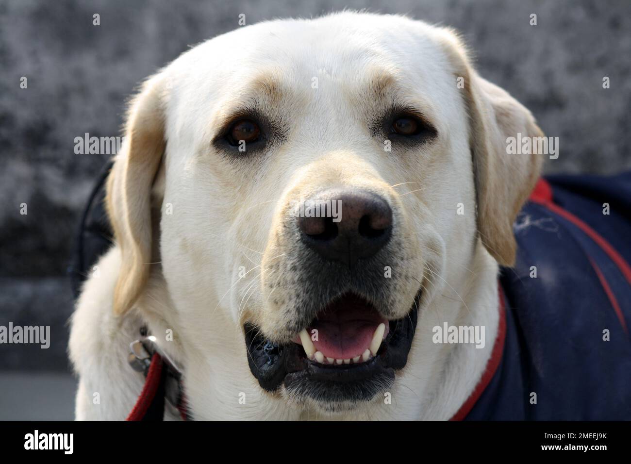 Ritratto di un Labrador Retriever : (pix Sanjiv Shukla) Foto Stock