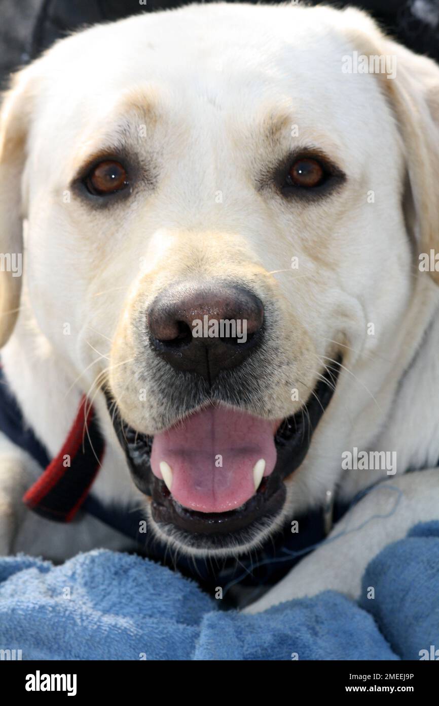 Ritratto di un Labrador Retriever : (pix Sanjiv Shukla) Foto Stock