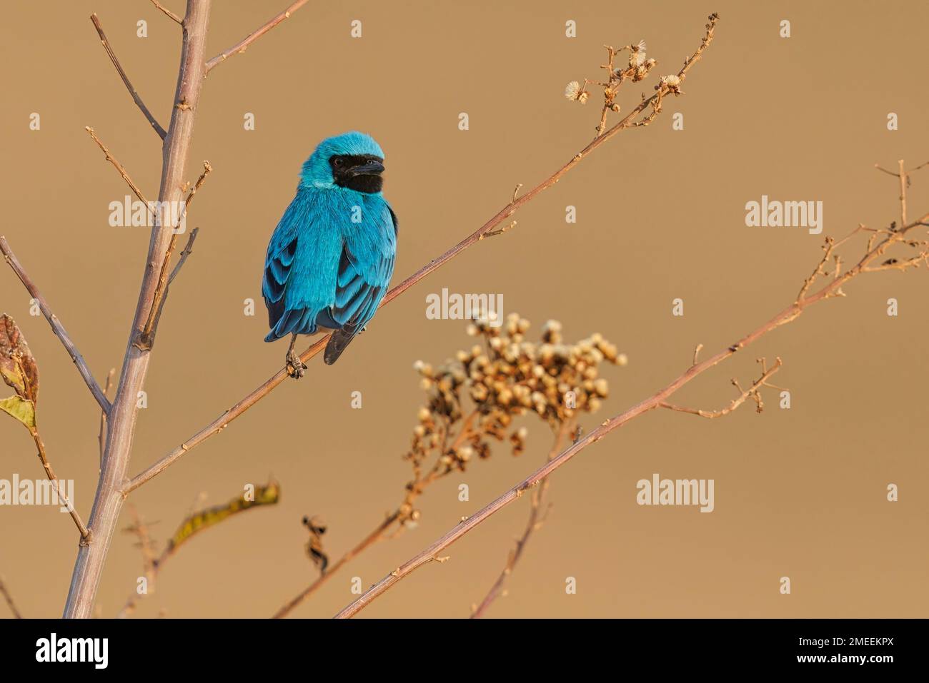 Inghiottire Tanager, Sao Roque de Minas, MG, Brasile, agosto 2022 Foto Stock