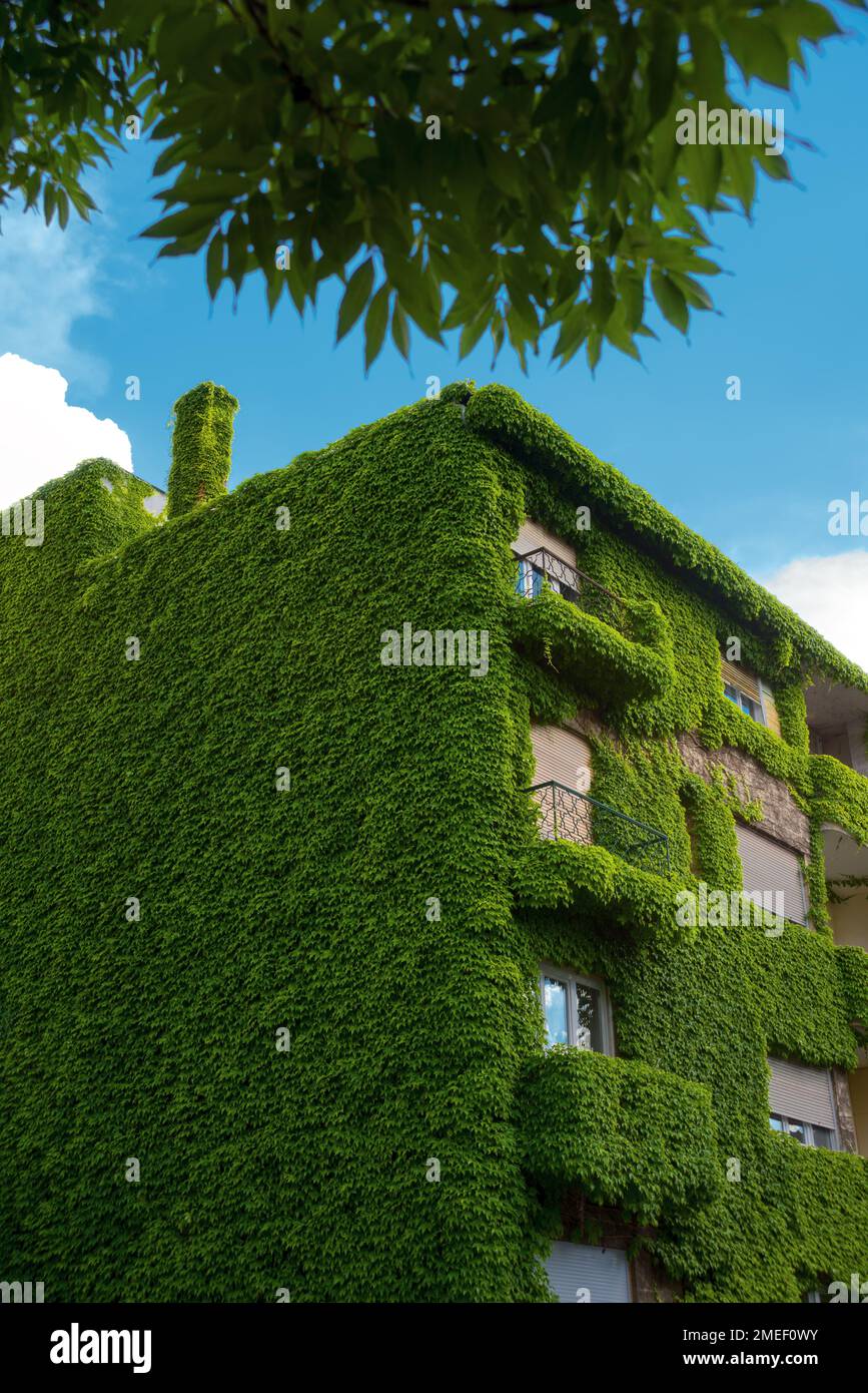 Casa completamente coltivata con edera Foto Stock