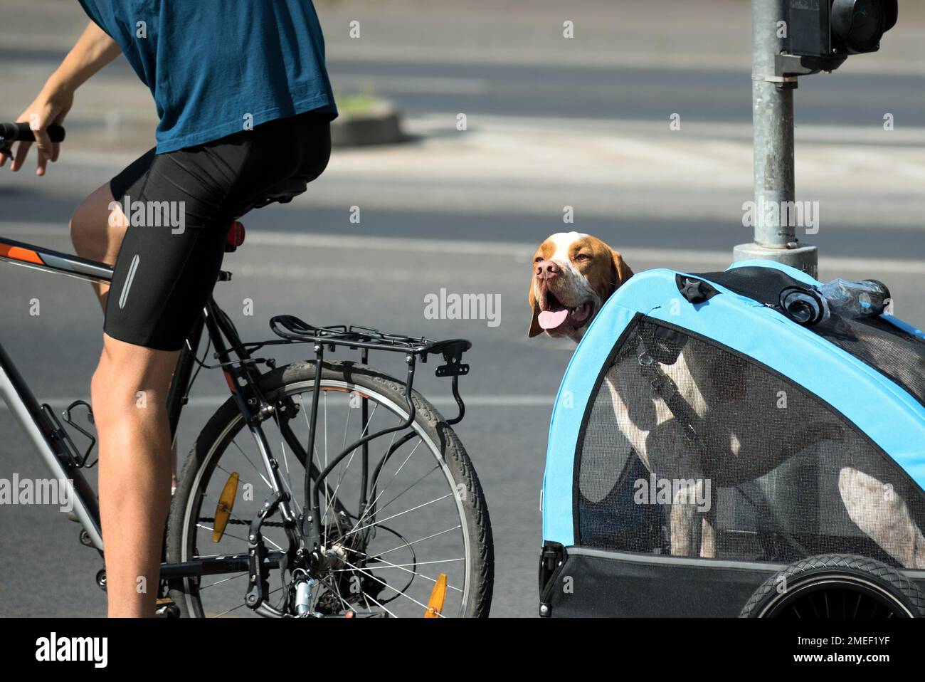 Cane che viene trasportato da bicyclist in una scatola del rimorchio Foto Stock