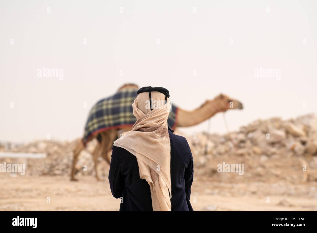 Arabo e cammello in fattoria. Cammello nel deserto con l'uomo arabo Foto Stock