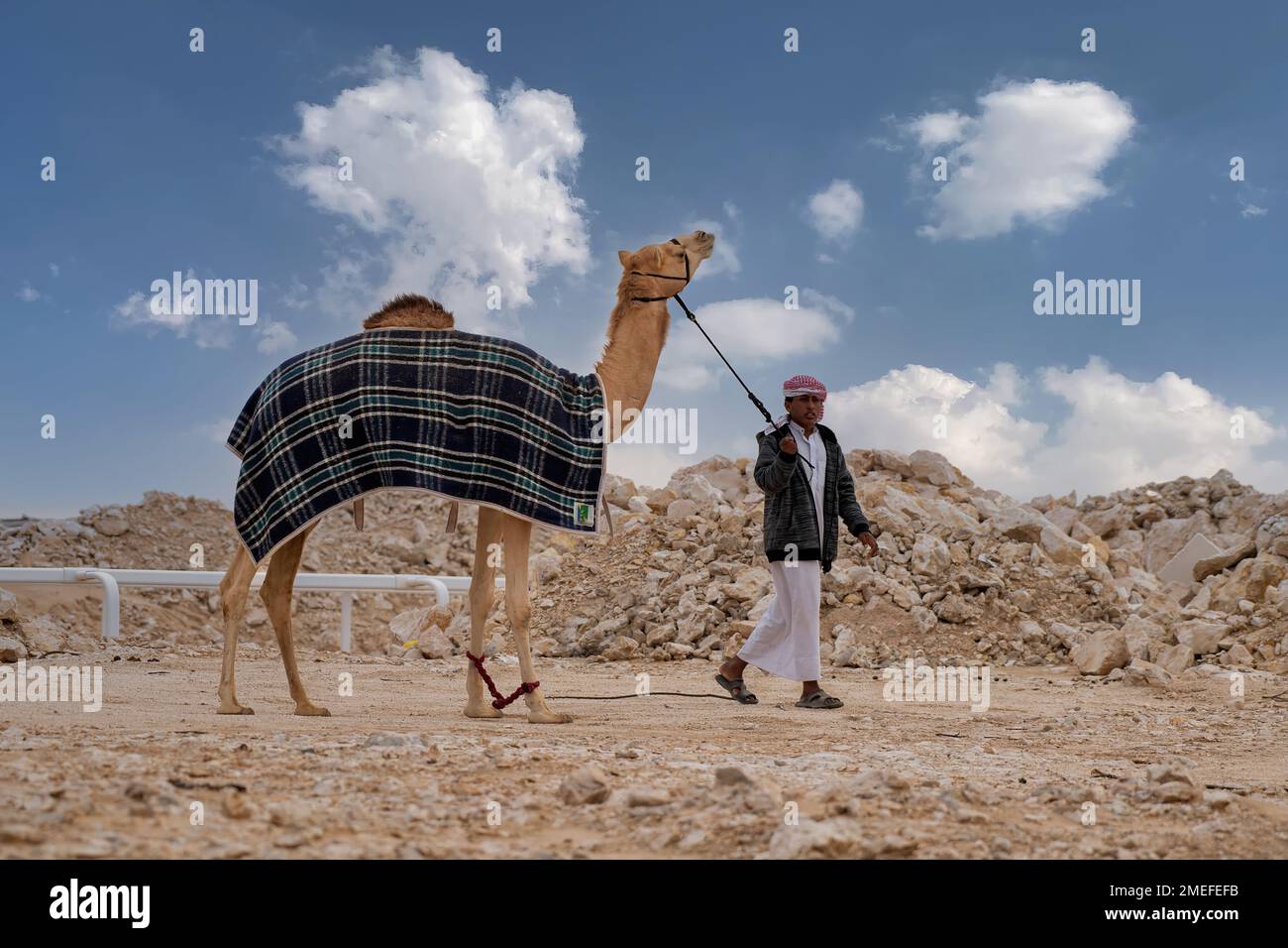 Arabo e cammello in fattoria. Cammello nel deserto con l'uomo arabo Foto Stock