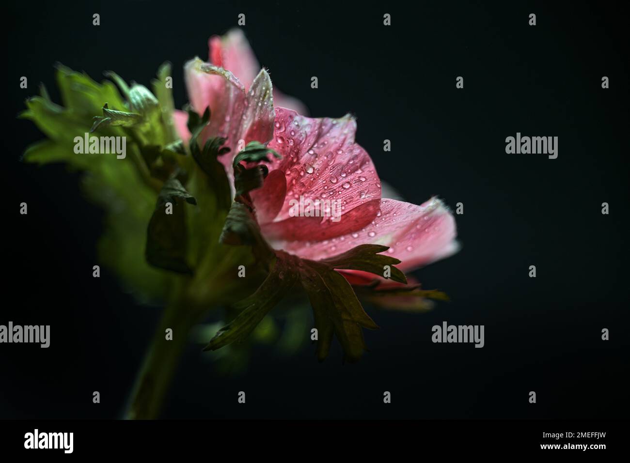 Fiore di anemone rosa con gocce d'acqua all'interno dei petali su sfondo nero, primo piano, spazio di copia, messa a fuoco selezionata, profondità di campo ristretta Foto Stock