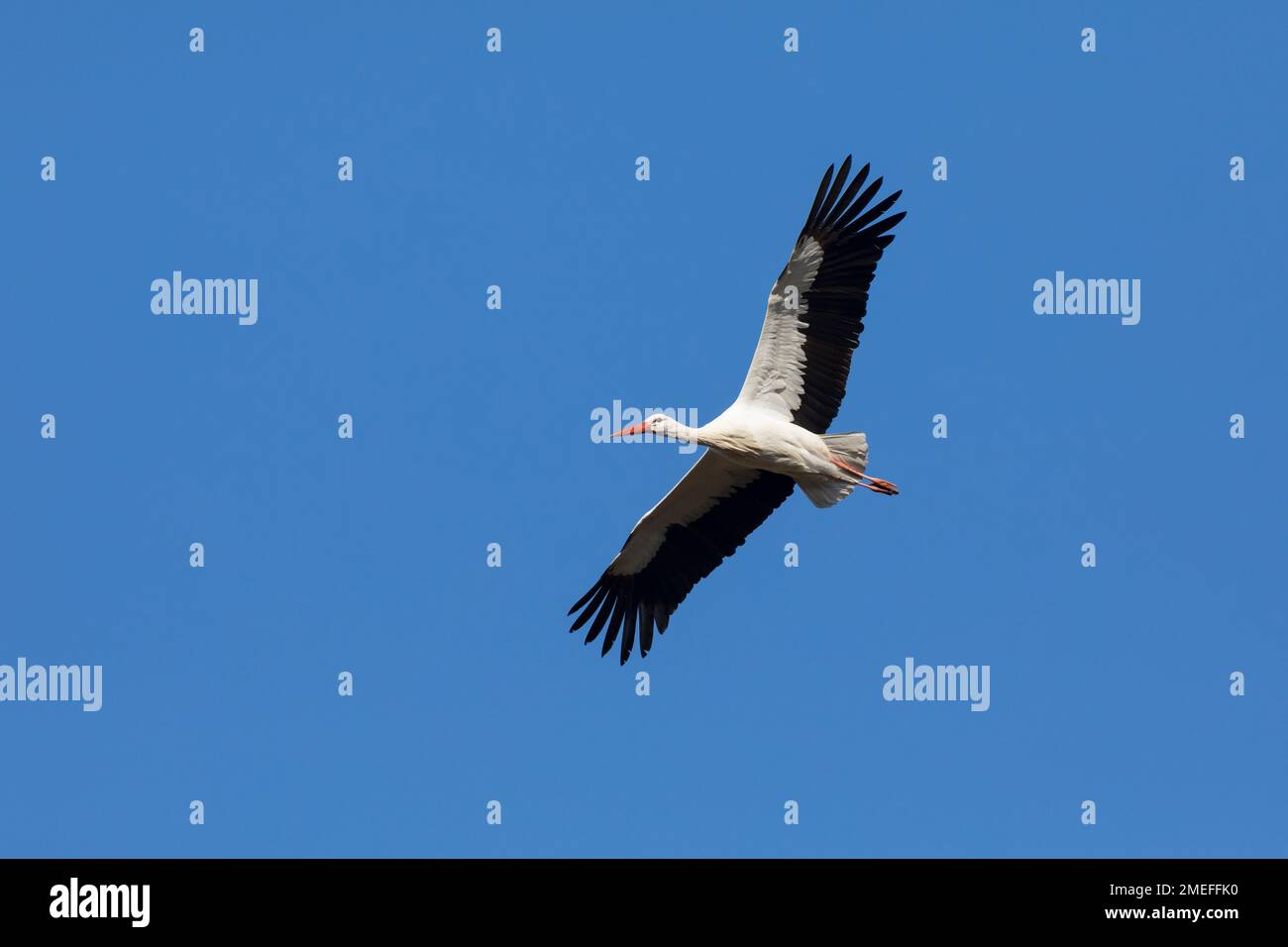 Weiss-Storch, Weissstorch, Weiß-Storch, Weißstorch, Storch, Im Flug, Flugbild, fliegend, Ciconia ciconia, cicogna bianca, Cicogna, volo, volo, Cigogne Foto Stock