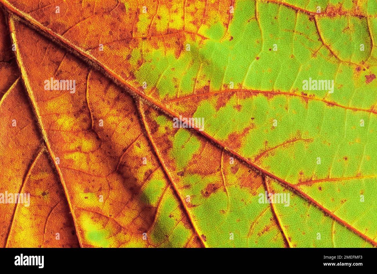 Dettaglio primo piano di una foglia d'acero che invecchia Foto Stock